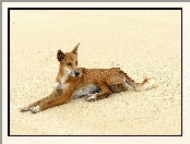 Dingo, Dziki, Pies