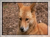 Dingo, Dziki, Pies
