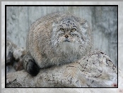 Manul