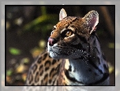 Ocelot, Dziki