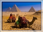 Wielbłądy, Egipt, Piramidy