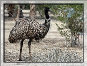 Emu, Rozmycie, Kazuar, Roślinność