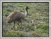 Emu, Rośliny, Struś, Pisklęta