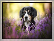 Entlebucher, Wrzosy, Pies, Mordka