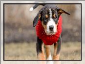 Czerwone, Entlebucher, Ubranie, Pies, Szczeniak