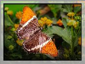 Pomarańczowy, Motyl, Siproeta epaphus