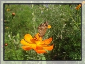 Żerujący, Motyl