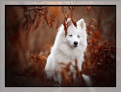 Rozmyte tło, Oczy, Pies, American eskimo dog, Liście, Niebieskie, Amerykański pies eskimoski
