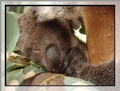 Eukaliptusowe, Koala, Drzewo, Śpiący