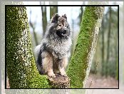 Drzewo, Pies, Szpic eurasier