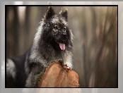 Szpic eurasier, Pień