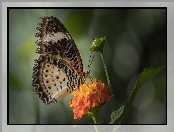 Euthalia lubentina, Kwiat, Motyl, Pomarańczowy