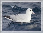 Fulmar, Fale, Ptak