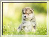 Fiński lapphund, Rozmyte tło, Szczeniak, Trawa