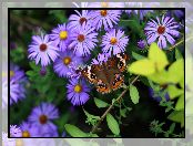 Fioletowe, Astry, Motyl, Kwiaty