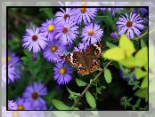 Fioletowe, Astry, Motyl, Kwiaty