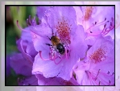 Kwiaty, Pszczoła, Fioletowe, Rododendron
