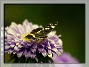 Motyl, Fioletowy, Kwiat