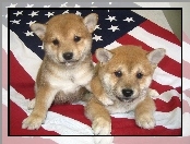 flaga USA, dwa, Shiba inu