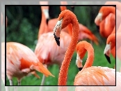 Flamingi