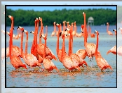 Flamingi