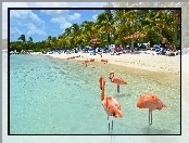 Flamingi, Morze, Plaża, Aruba, Palmy