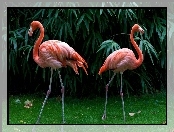 Flamingi, Krzewy, Dwa, Trawa
