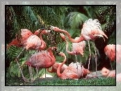 palmy, Flamingi
