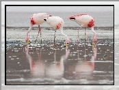 Flamingi Krótkodziobe, Odbicie, Pochylone, Woda