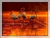 Słońca, Flamingi, Zachód