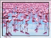 Flamingi, Stado