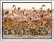 Tanzania, Flamingi, Pisklęta