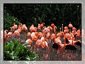 ZOO, Flamingi, Staw
