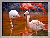 Flamingi