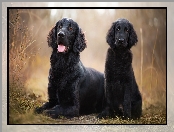 Rośliny, Flat coated retriever, Dorosły, Pies, Szczeniak