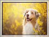 Forsycja, Owczarek australijski, Australian shepherd