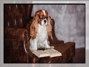 Książka, Fotel, Cavalier King Charles spaniel, Pies, Okulary