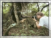 fotograf, las, Małpa, aparat