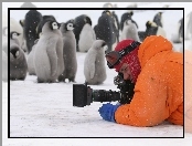 fotograf, aparat, Pingwiny, śnieg