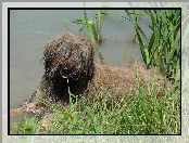 Owczarek Francuski Briard