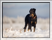 Śnieg, Pies, Owczarek francuski Beauceron