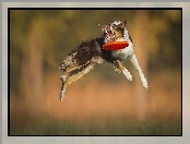 Frisbee, Border Collie, Skok