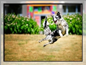 Frisbee, Zawody, Skok, Pies, Sportowe