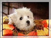 Bichon Frise, Listki