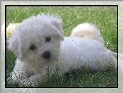 Bichon frise, trawa