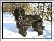 Briard, Futrzak