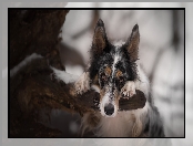 Gałąź, Border collie, Drzewo