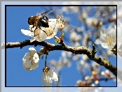 Gałąź, Drzewo Owocowe, Kwitnąca, Pszczoła