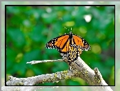 Gałąź, Owad, Motyl Monarchy