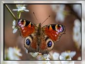 Gałąź, Owocowe, Motyl, Drzewo